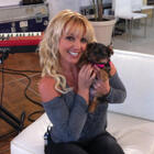 Britney Spears Spends $30,000 on Toys and Clothes for Her Dogs
