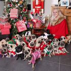 UK Womans Spends $30,000 on Her 30 Pugs Per Year Is Spoiling Them for Their Christmas