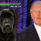 Donald Trump – First president without a dog in over 100 years, SAD!