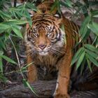 Rare Sumatran Tiger Couple Makes It Facebook Official for Valentine’s Day