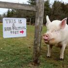 Esther the Wonder Pig – From Mini Pig to Mega Star