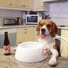 Top 10 Beagles on Instagram