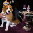 Political Correctness Gone Too Far? The Westminster Dog Show Now Includes Cats