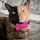 Venus the two-faced Chimera Cat is a Biological Miracle and also Instafamous