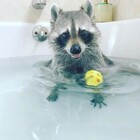 Pumpkin the Orphaned Raccoon That Thinks She’s a Dog