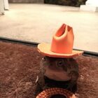 Man makes cute hats for toad that visits his porch