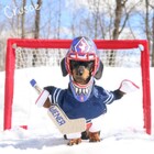 Crusoe the dachshund doesn’t let being a sausage stop his pro sports dreams