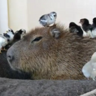 JoeJoe the Capybara the most chill animal on earth is living a great life in Vegas