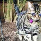 Meet Matilda, the rescued Alien Cat with celestial eyes
