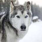 Loki the Wolfdog adventures through backcountry with photographer dad