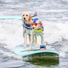 The World Dog Surfing Championship is also the cutest extreme sports championship