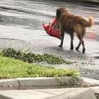 Looting dog Otis takes advantage of Hurricane Harvey to score kibble