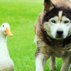 Max and Quackers, an unlikely animal friendship guaranteed to melt your heart