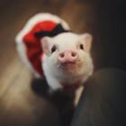 This piglet will warm your cold, icy hearts