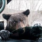 Bear goes for joyride in stolen SUV, crashes and trashes vehicle