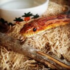 Spaghetti the Snake got a Christmas surprise and it’s the cutest
