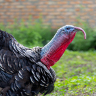 Gang of wild turkeys terrorize small Oregon town