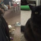 Ten-year-old conducts interview with her cat – hilarity ensues