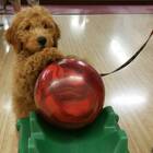 Blake the Goldendoodle Can Bowl You Under The Table