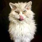Pompous Albert is The New Grumpy Cat