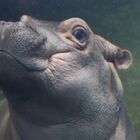Fiona the Hippo is a Philadelphia Eagles Fan for Super Bowl Sunday