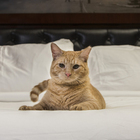 Hamlet the Rescue Cat Runs Impressive Algonquin Hotel