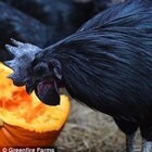 Goth Chickens: Enchanted or going through a ‘phase’?