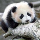 In honour of Panda day, here’s a ton of cuddly videos