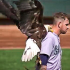 Bald Eagle Lands on Pitcher James Paxton During Major Leagues Game