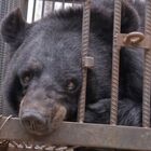 Family Thinks They’re Raising a Pet Dog, Turns Out To Be a Black Bear