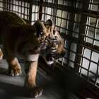 Tiger Cub Smuggled Over the Border in Duffle Bag, Barely Survives