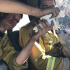 Firefighters Rescue Two Baby Fawns From California Wildfire