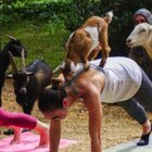 Goat Gives Birth to Twin Goat Babies During Yoga Class