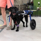 Abandoned Dog Has No Idea He’s Paralyzed, Looking For A Home
