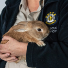 Bunny Mistaken for Bomb In Airport – Causes Havoc