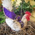Chicken Fashion: Diapers, Saddles, & Tutu’s for Poultry