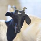Jon Stewart Saves Baby Goats Trapped on New York Subway Line