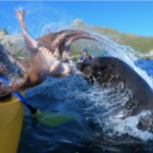 Seal Slaps Kayaker with Octopus & There’s a Totally Normal Explanation