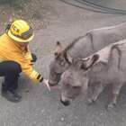 Two Donkeys Rescued From Camp Fire in California