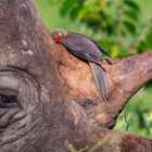 2 Unlikely Friends – A Red-Billed Bird and a Black Rhino