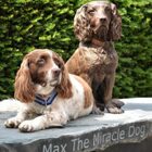 Max the Miracle Dog Gets a Statue