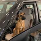 Dealership Hires Stray Dog as Employee of the Month