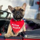 French Bulldog The Mayor of Kentucky Town