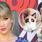 Taylor Swift is a Tik Tok Cat Lady!