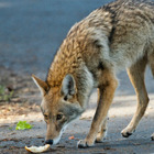 Vancouver Stanley Park Coyote Attacks Increase