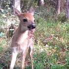 Trail Camera Catches Deer Having the Most Amazing Time (Video)