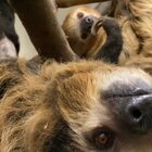 Pregnant Sloth at Cincinnati Zoo Gets Stuffed Animal to Prep for Motherhood