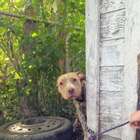 Abandoned Dog Left Chained So Incredibly Happy To Be Rescued