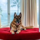 World’s richest dog, Gunther VI, selling Madonna’s former Miami mansion for $32 million