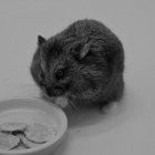 Mr. Goxx, famed crypto investor and hamster, has passed away